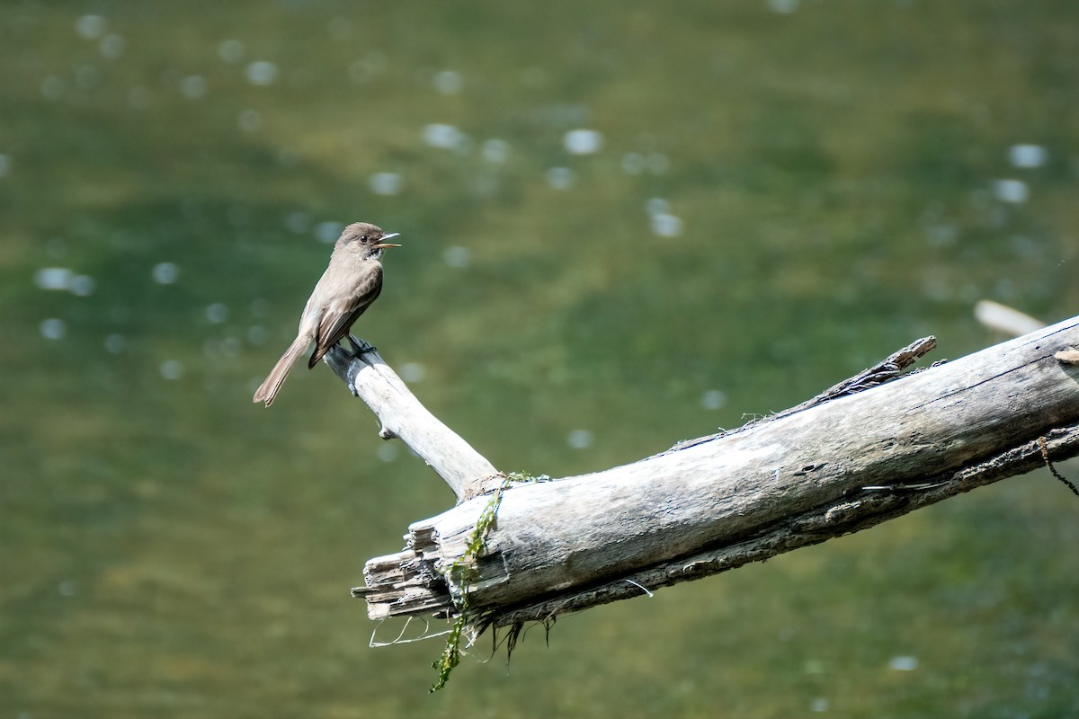 Eastern Phoebe - ML638291469