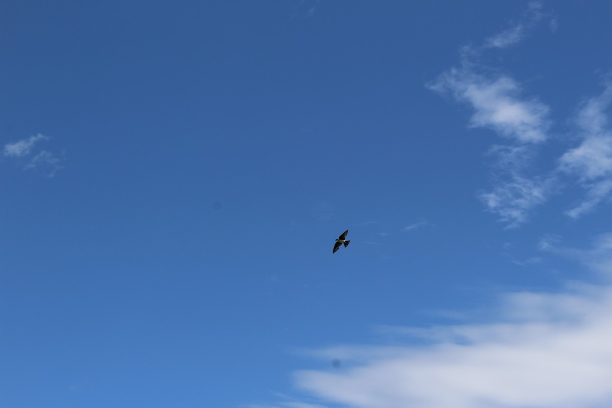 Tree Swallow - ML638291475