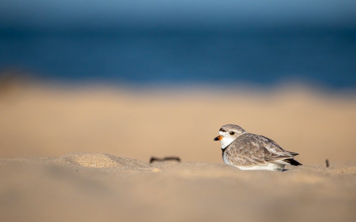 Piping Plover - ML638291476