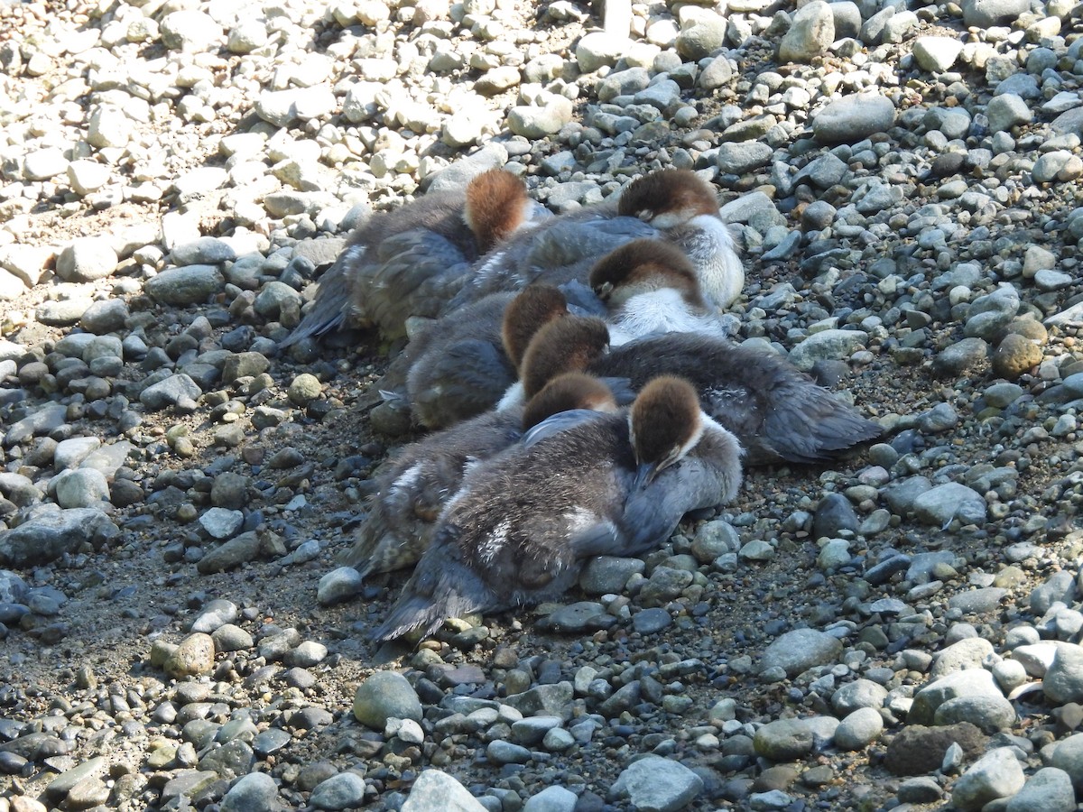 Common Merganser - ML638291481