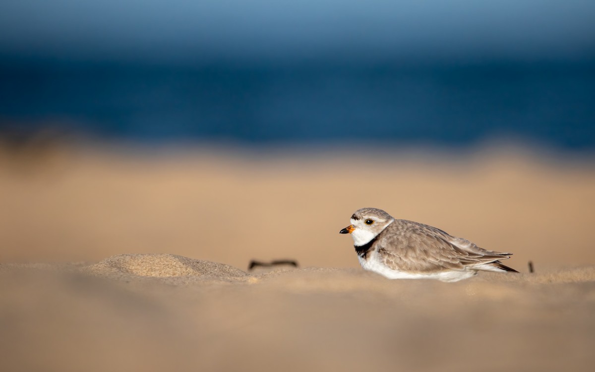 Piping Plover - ML638291482