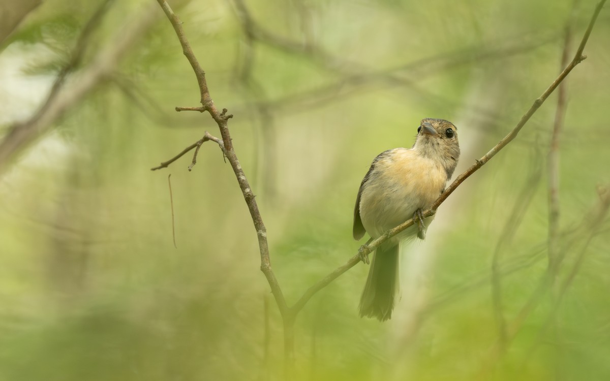 Gray-throated Chat - ML638291485