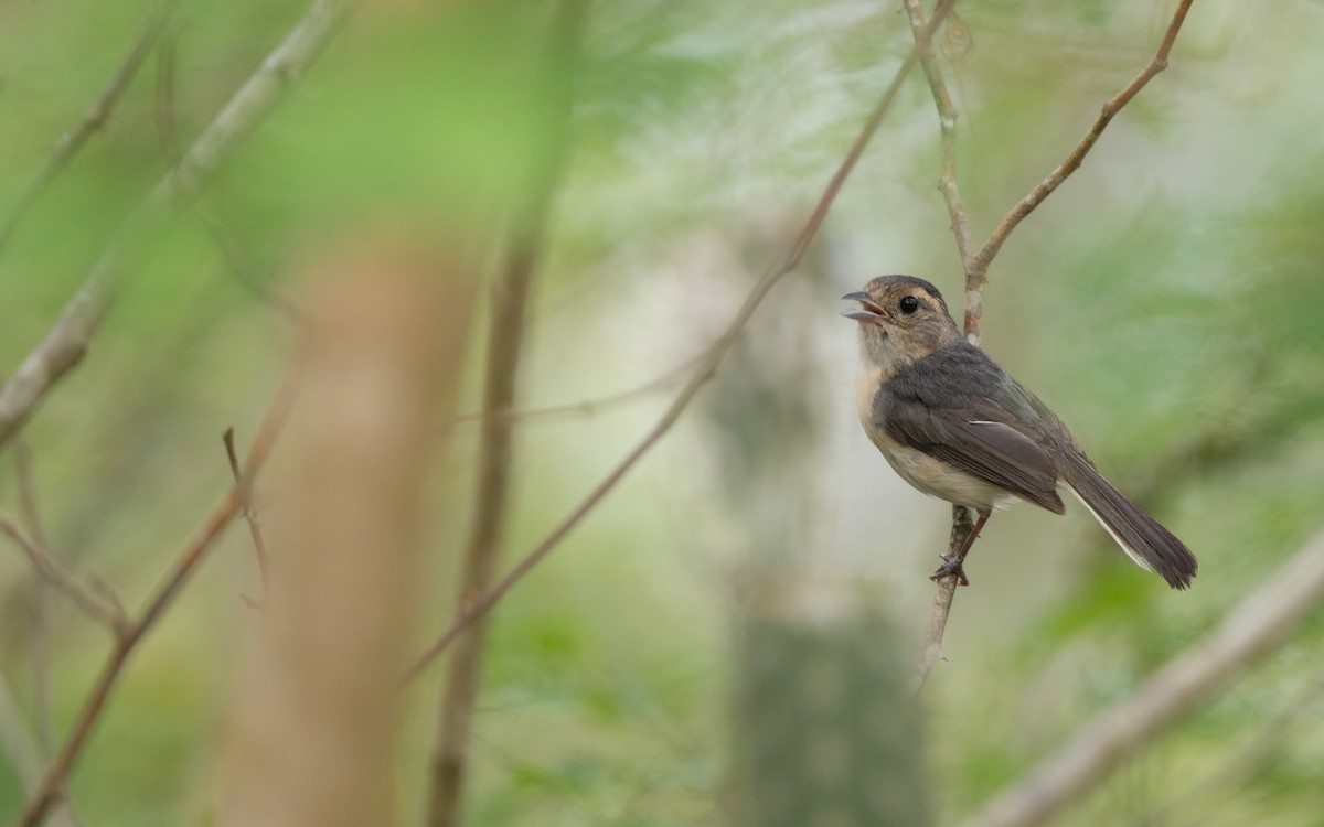 Gray-throated Chat - ML638291486