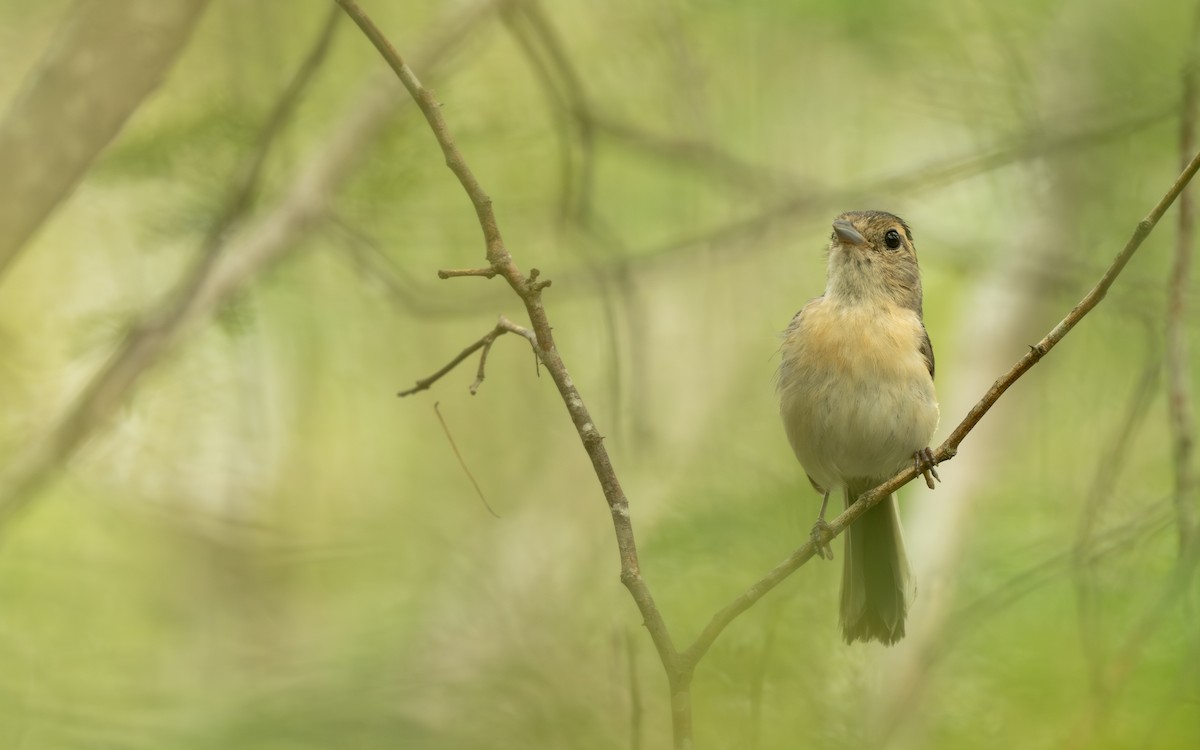 Gray-throated Chat - ML638291488