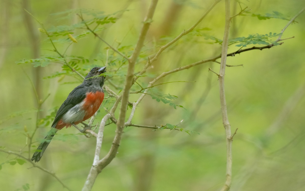 Gray-throated Chat - ML638291489