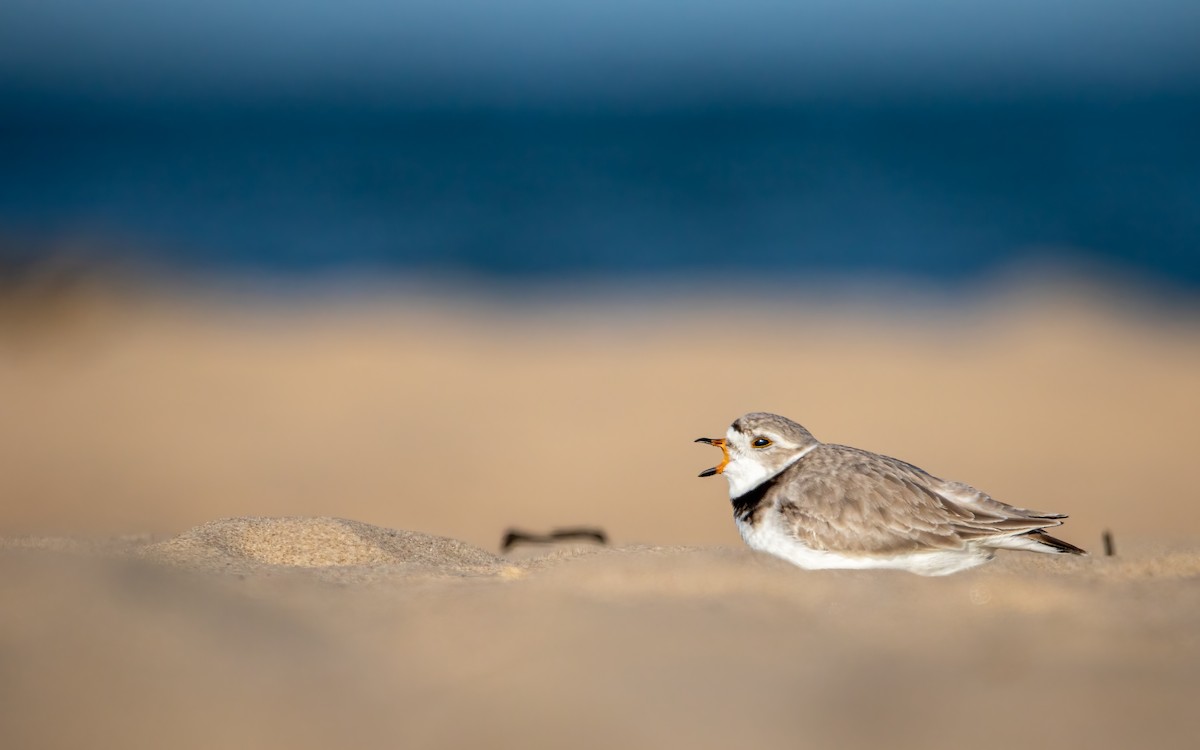 Piping Plover - ML638291491