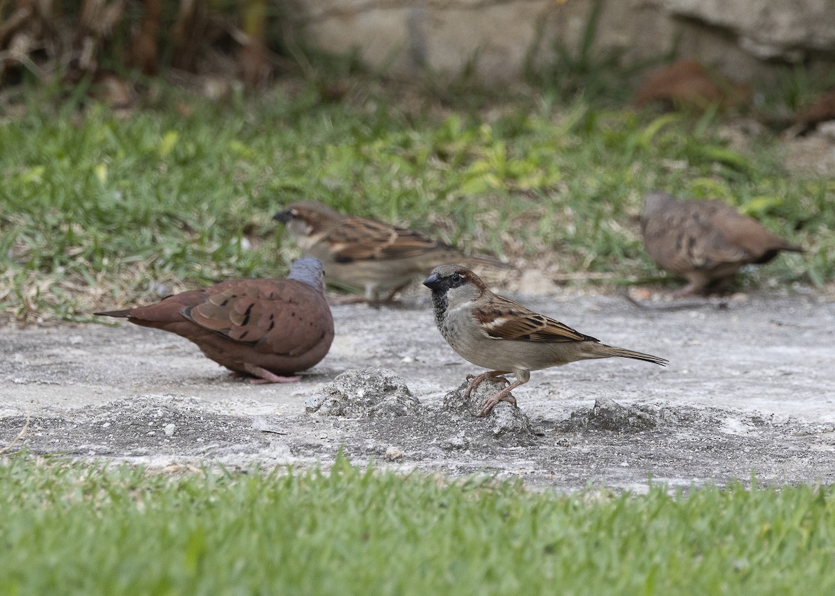 House Sparrow - ML638291496