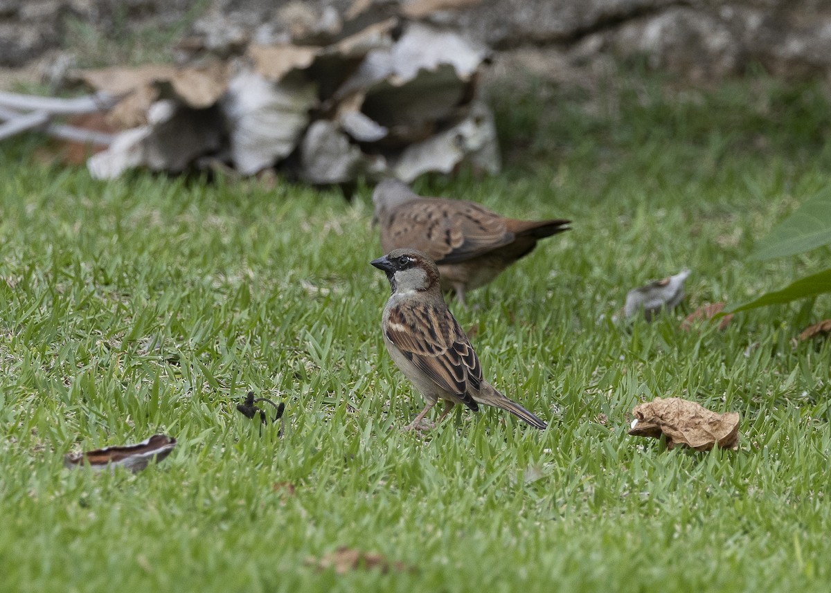 House Sparrow - ML638291497