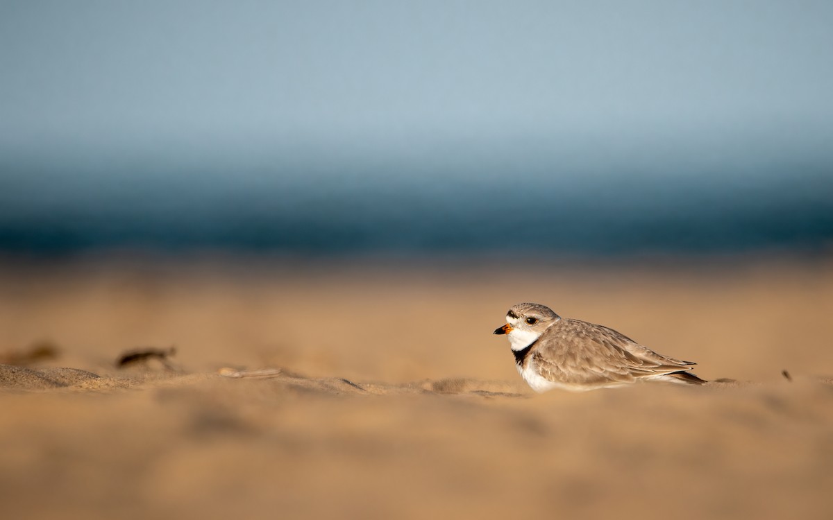 Piping Plover - ML638291498