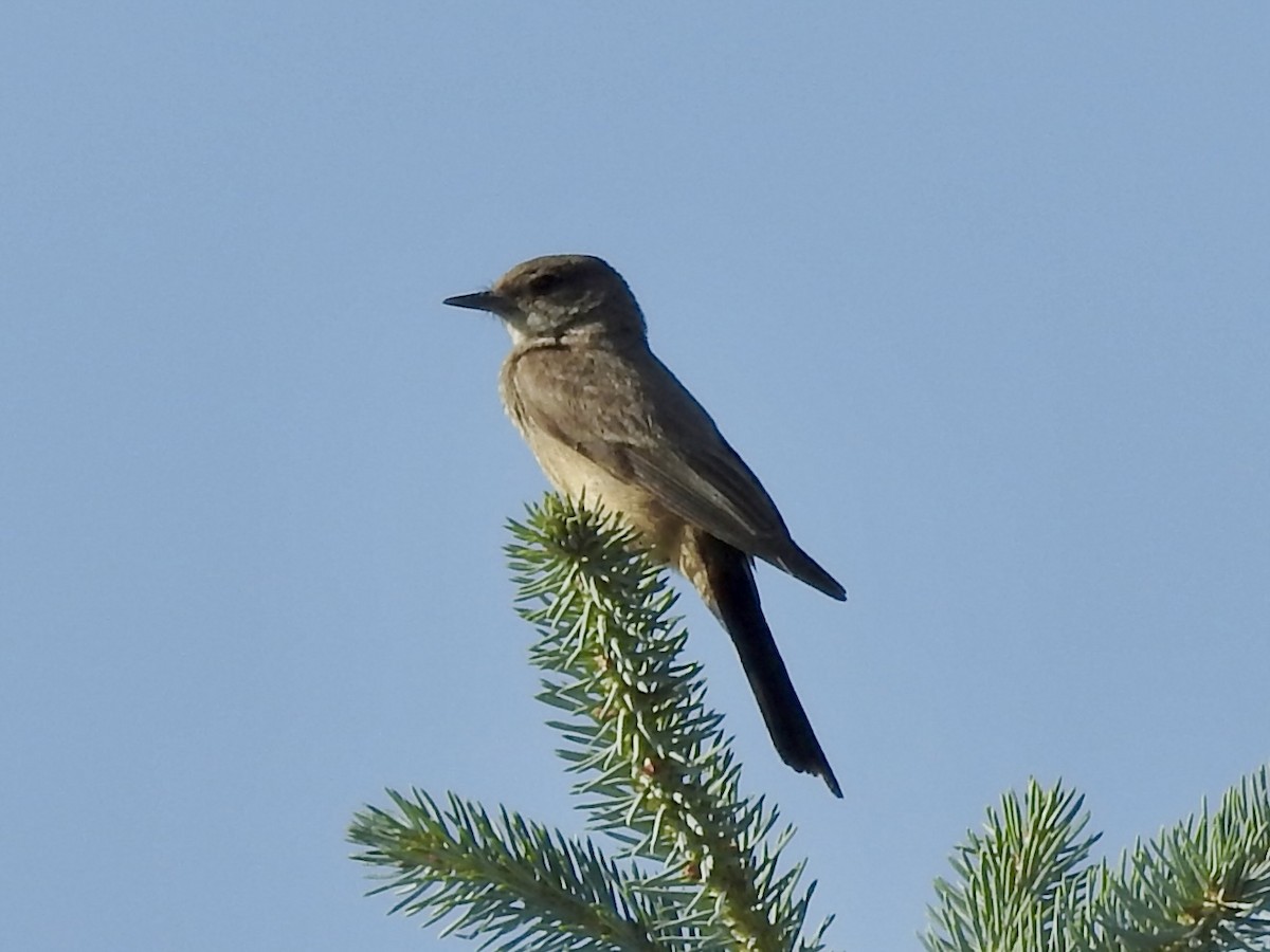 Say's Phoebe - ML638291500