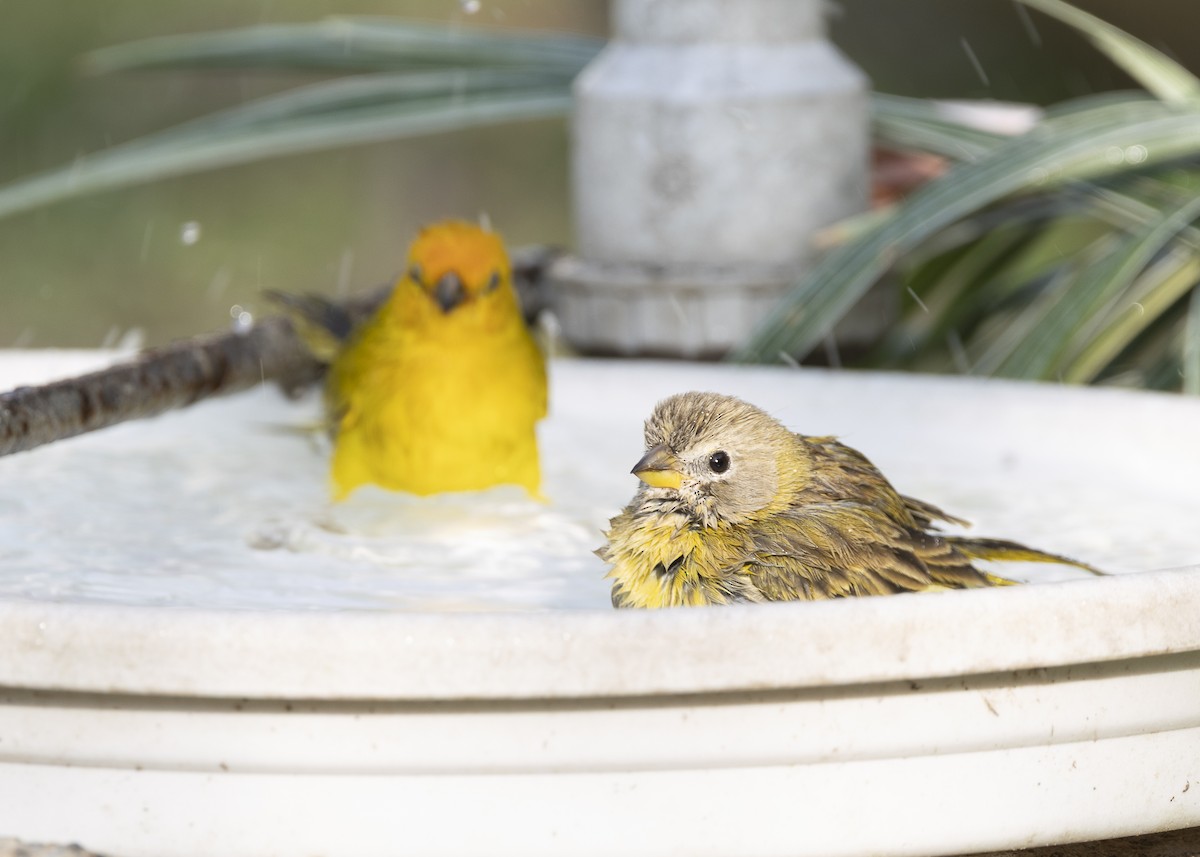 Saffron Finch - ML638291502