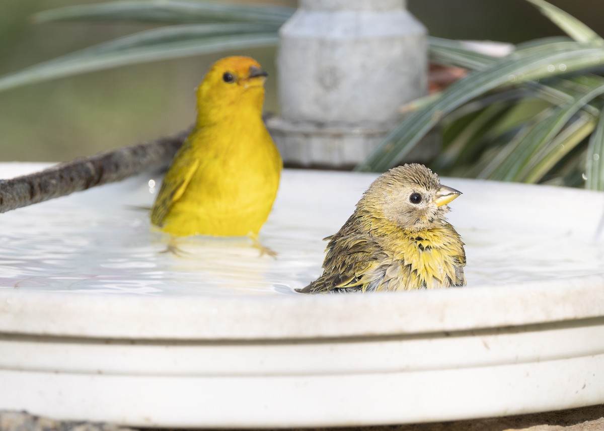 Saffron Finch - ML638291503