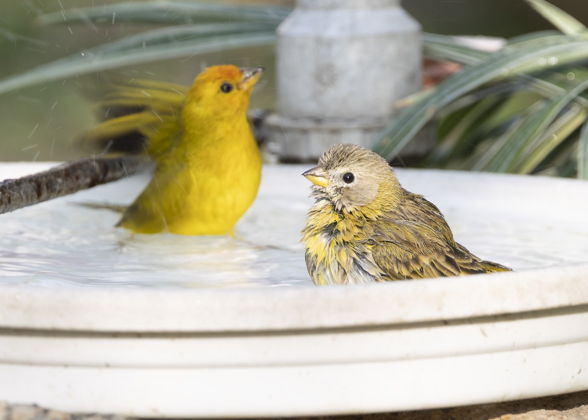 Saffron Finch - ML638291504