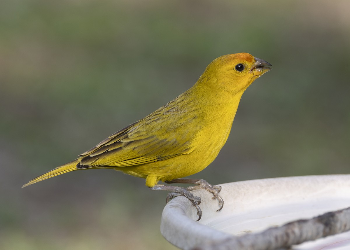 Saffron Finch - ML638291505