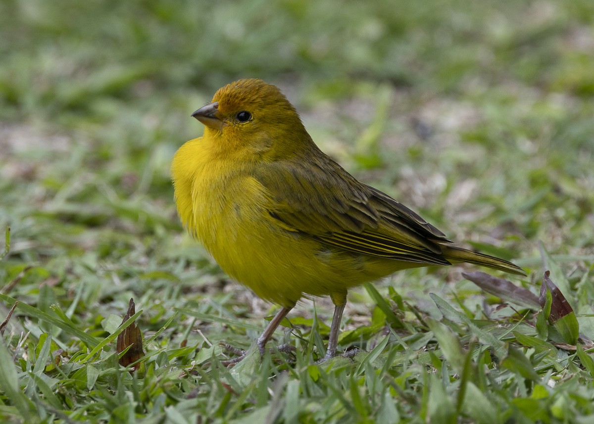 Saffron Finch - ML638291506