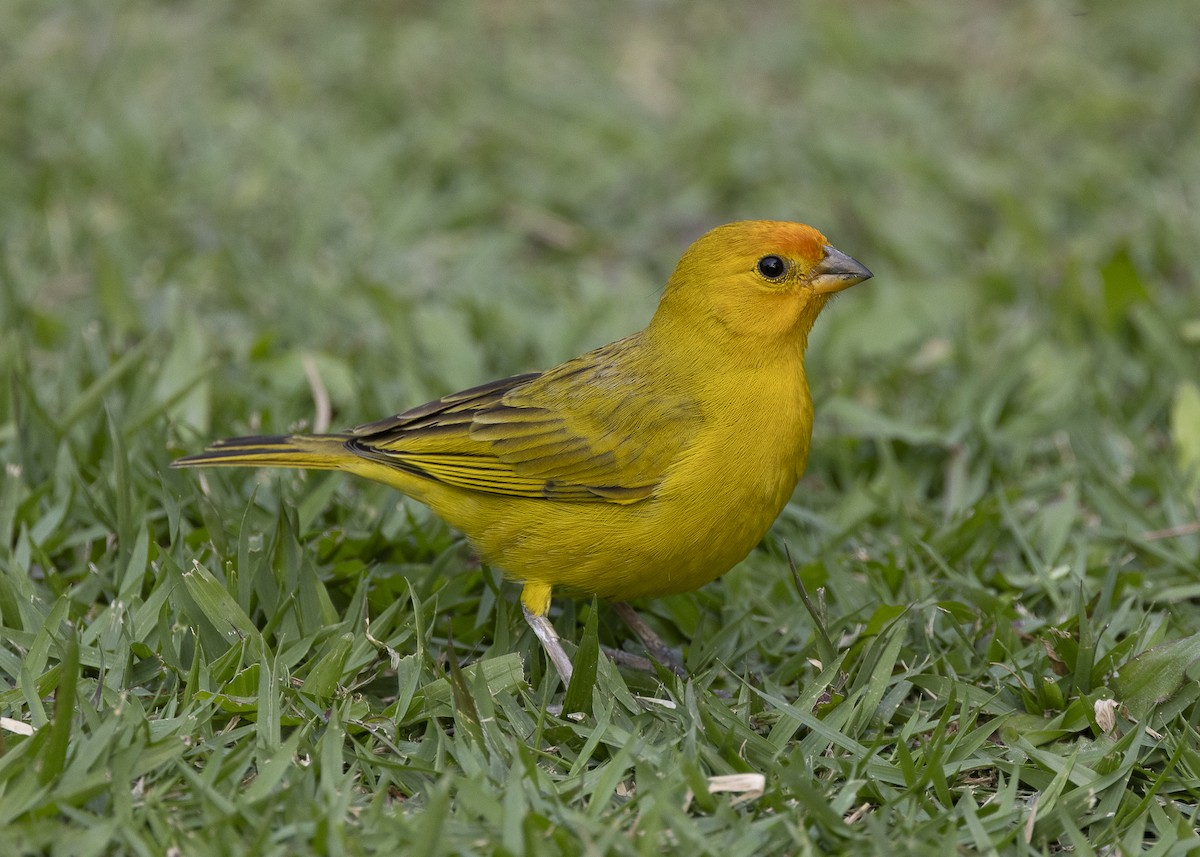 Saffron Finch - ML638291507