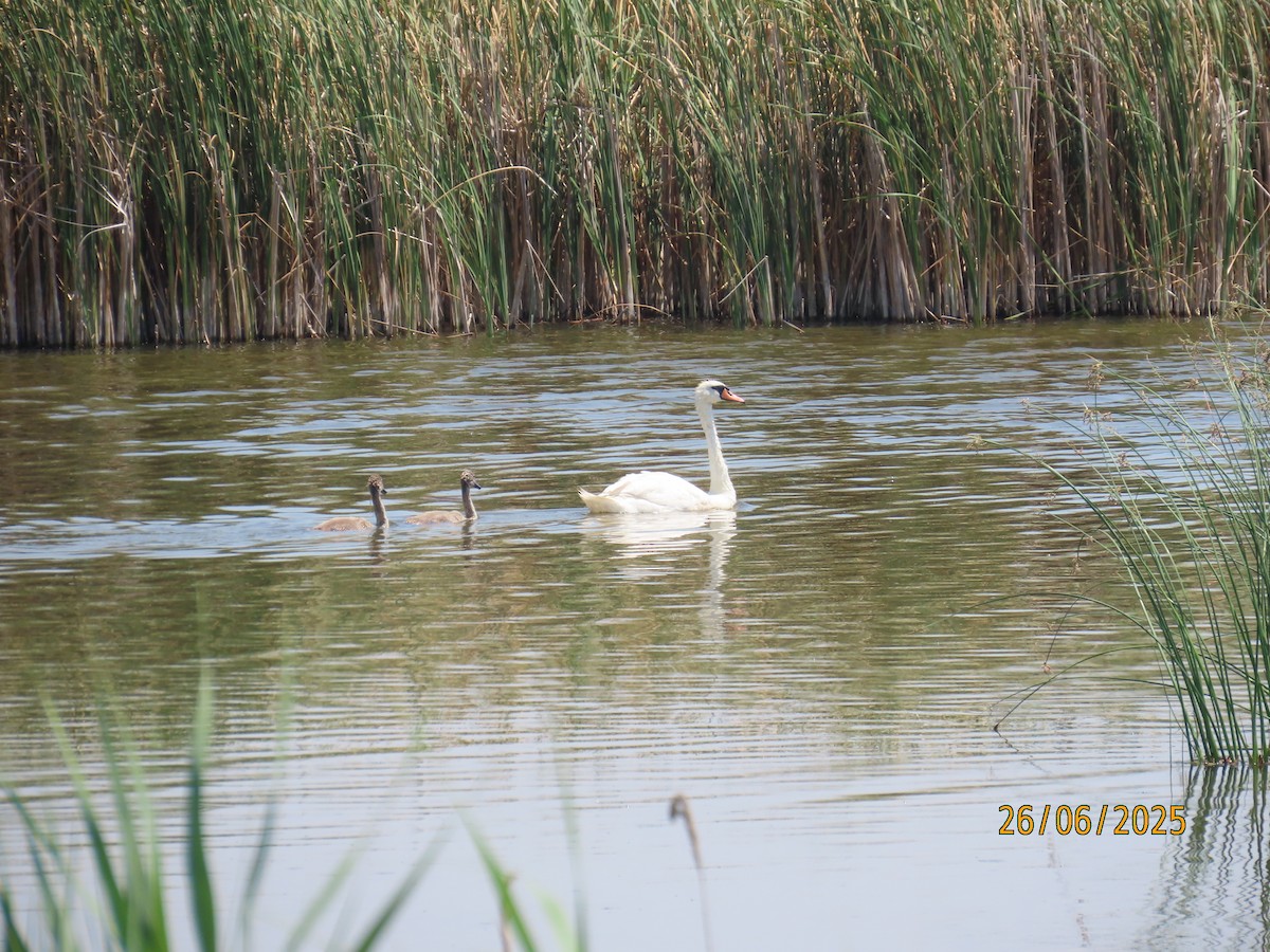 Mute Swan - ML638291509