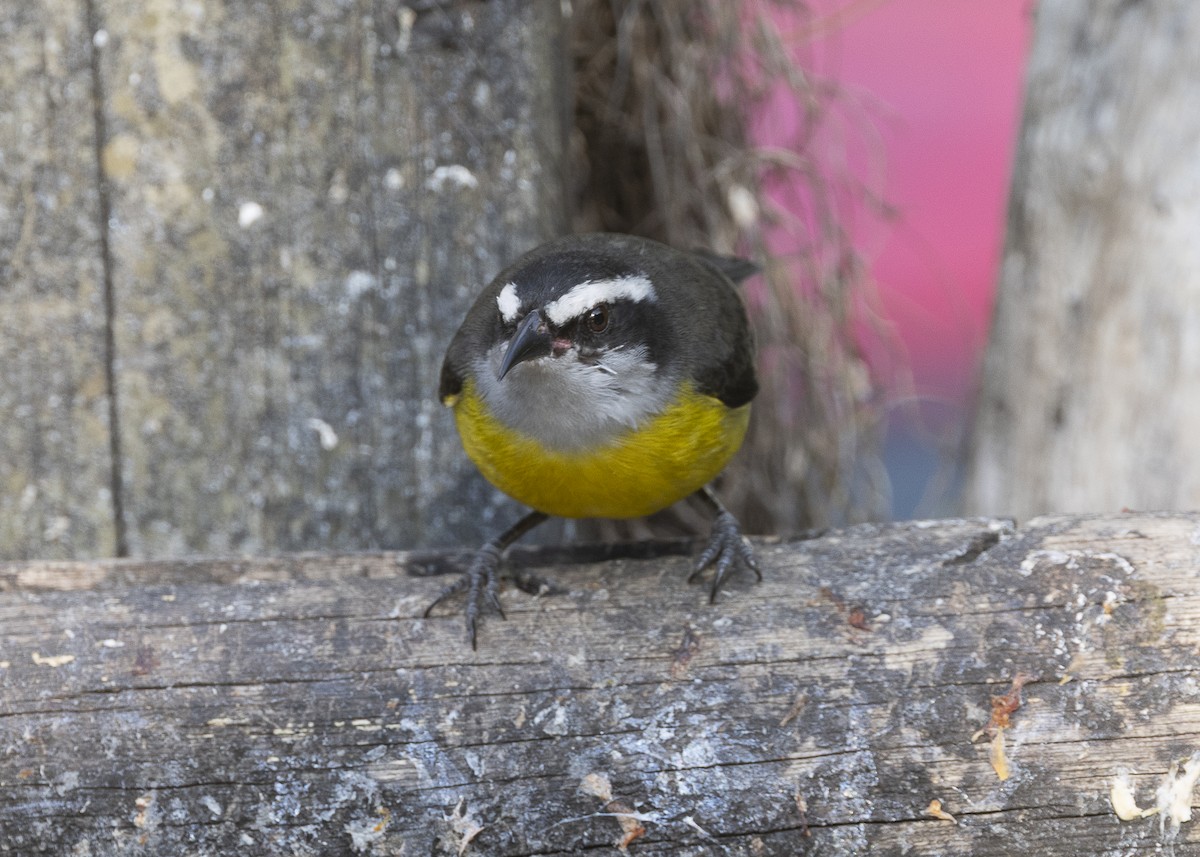 Bananaquit - ML638291510