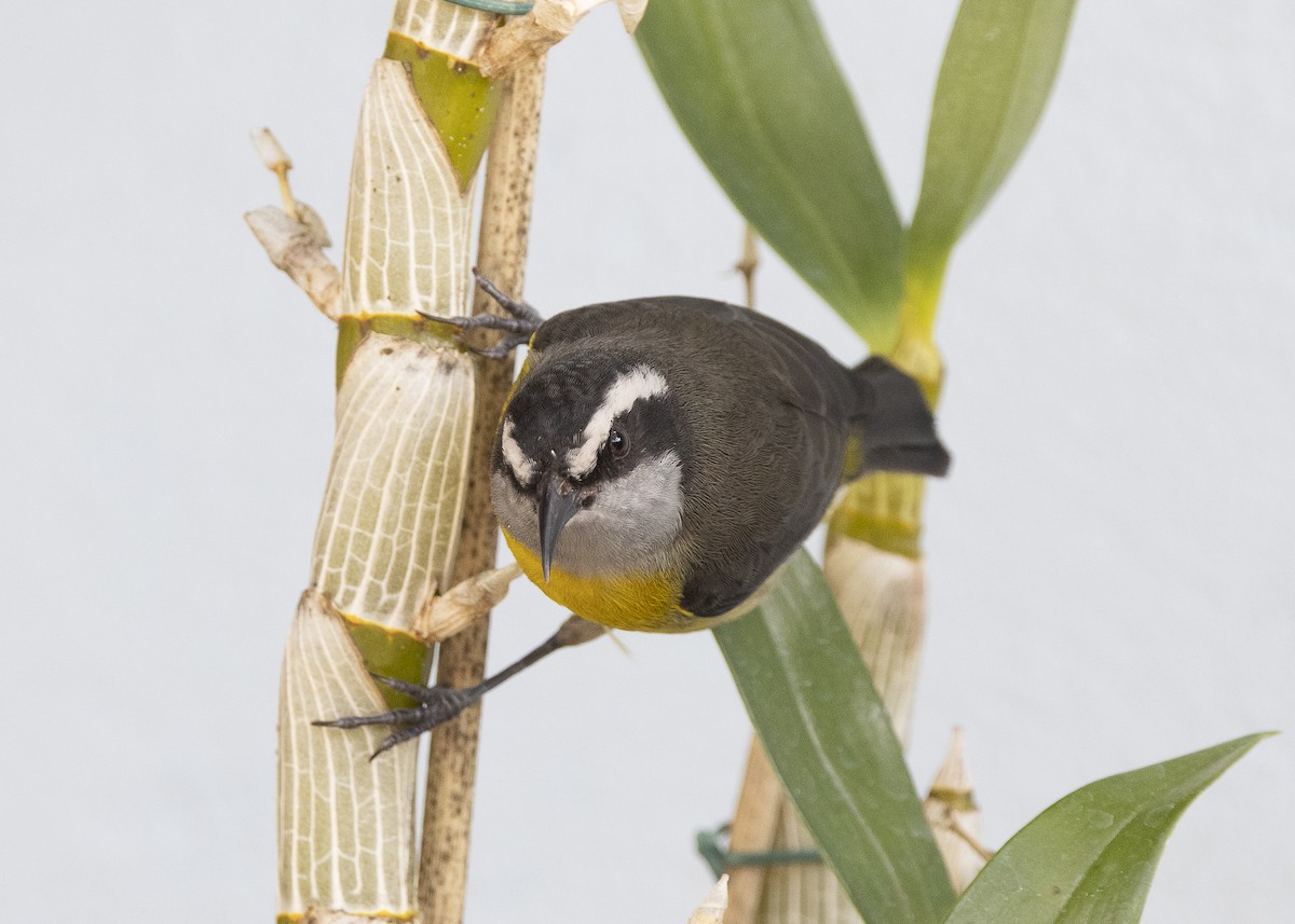 Bananaquit - ML638291512