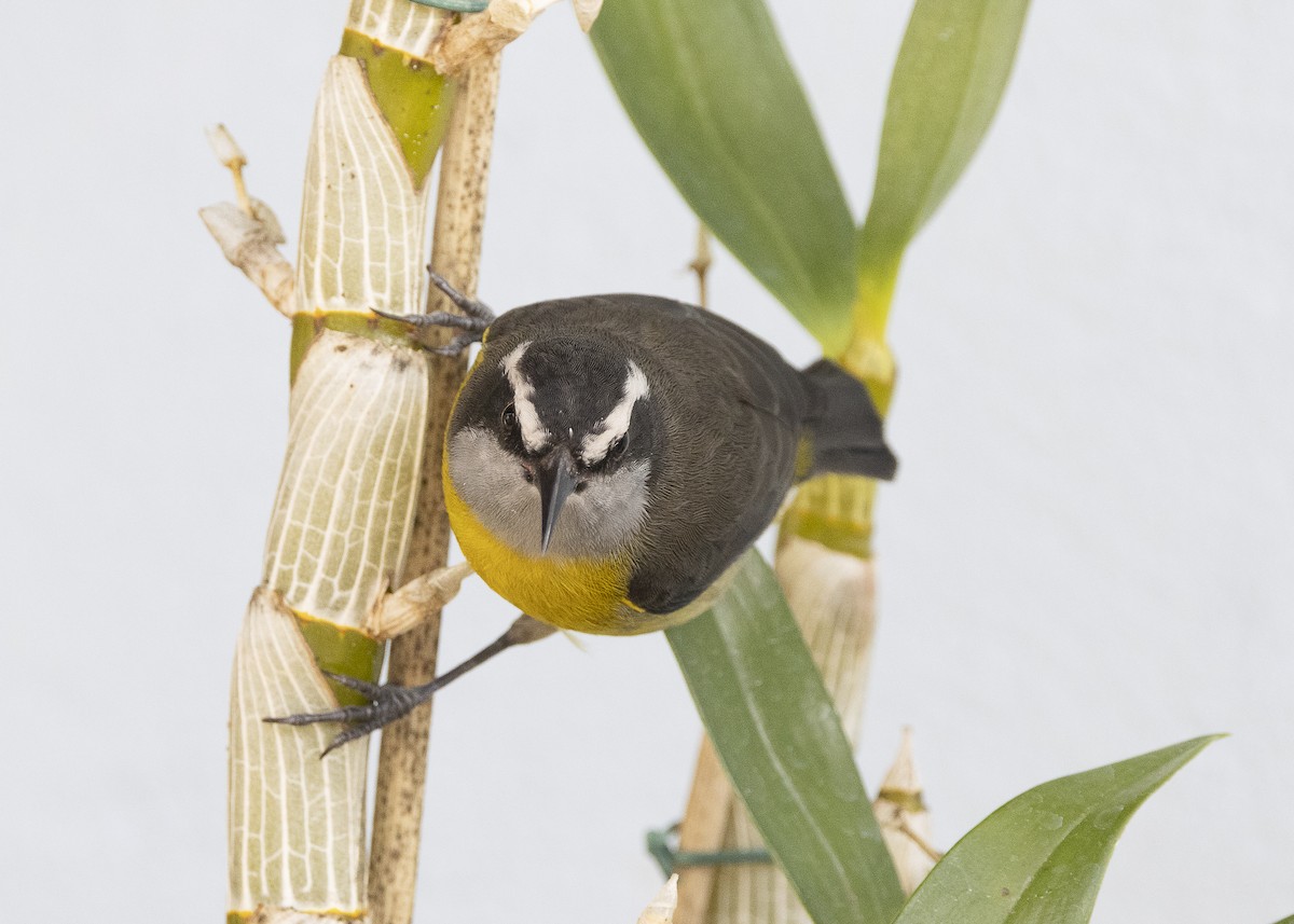 Bananaquit - ML638291513