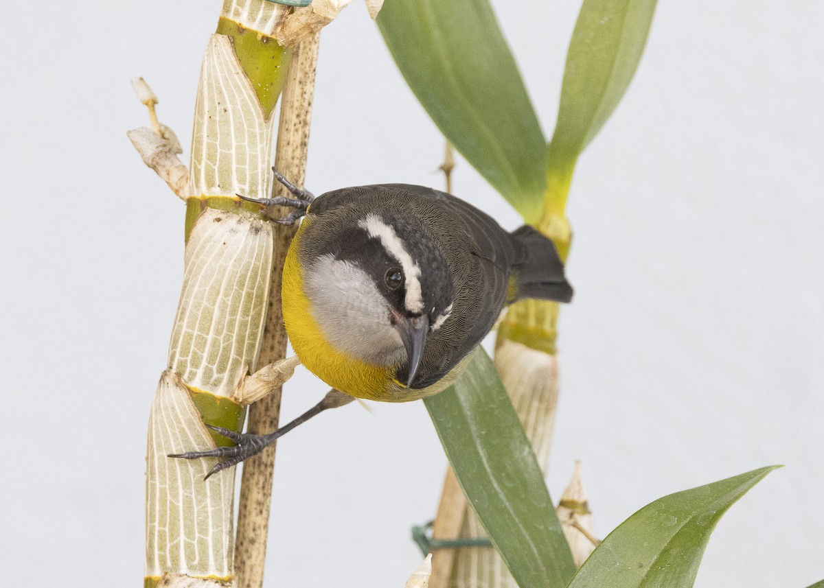 Bananaquit - ML638291514