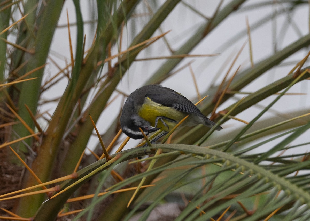 Bananaquit - ML638291515