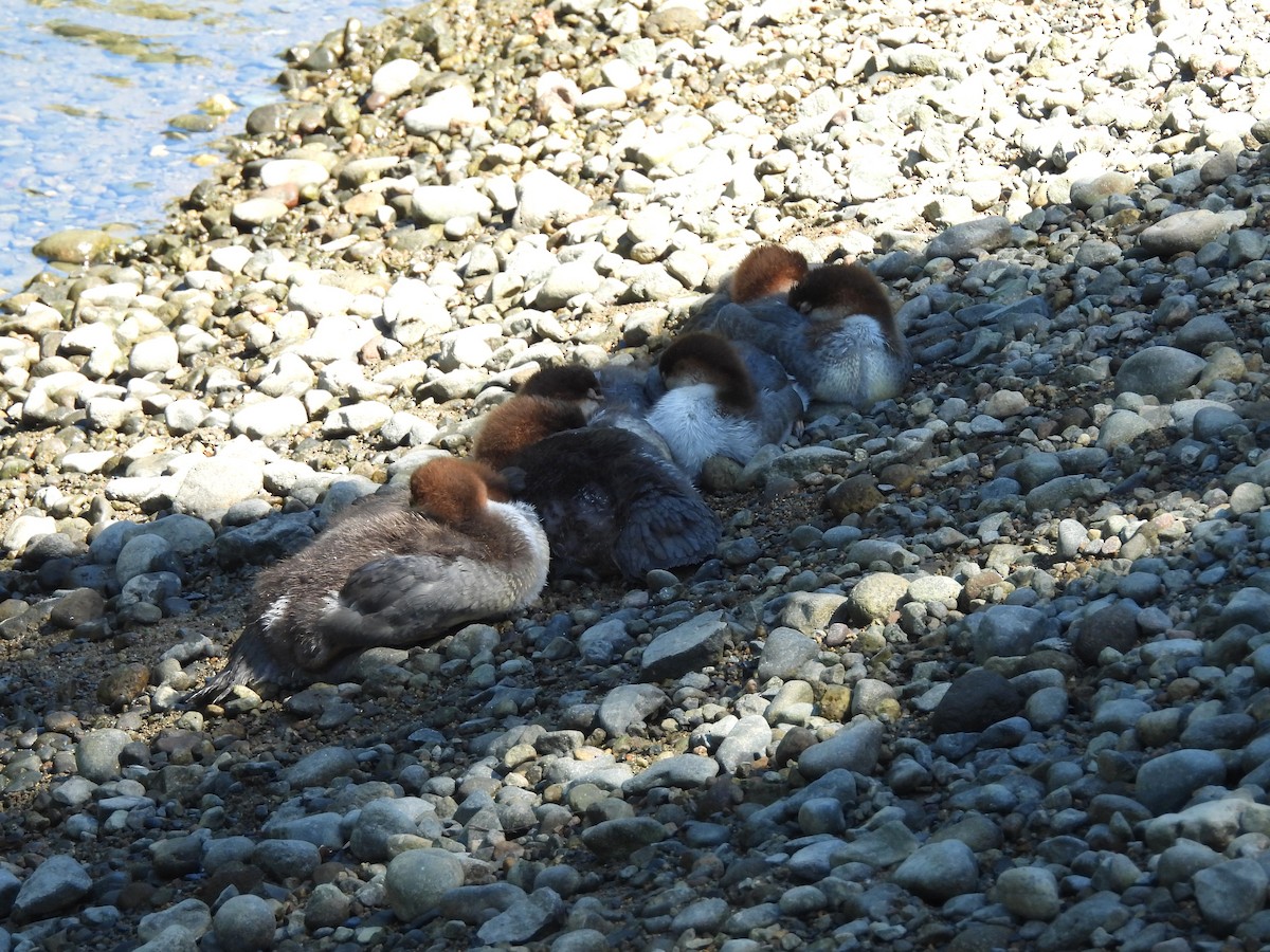 Common Merganser - ML638291516
