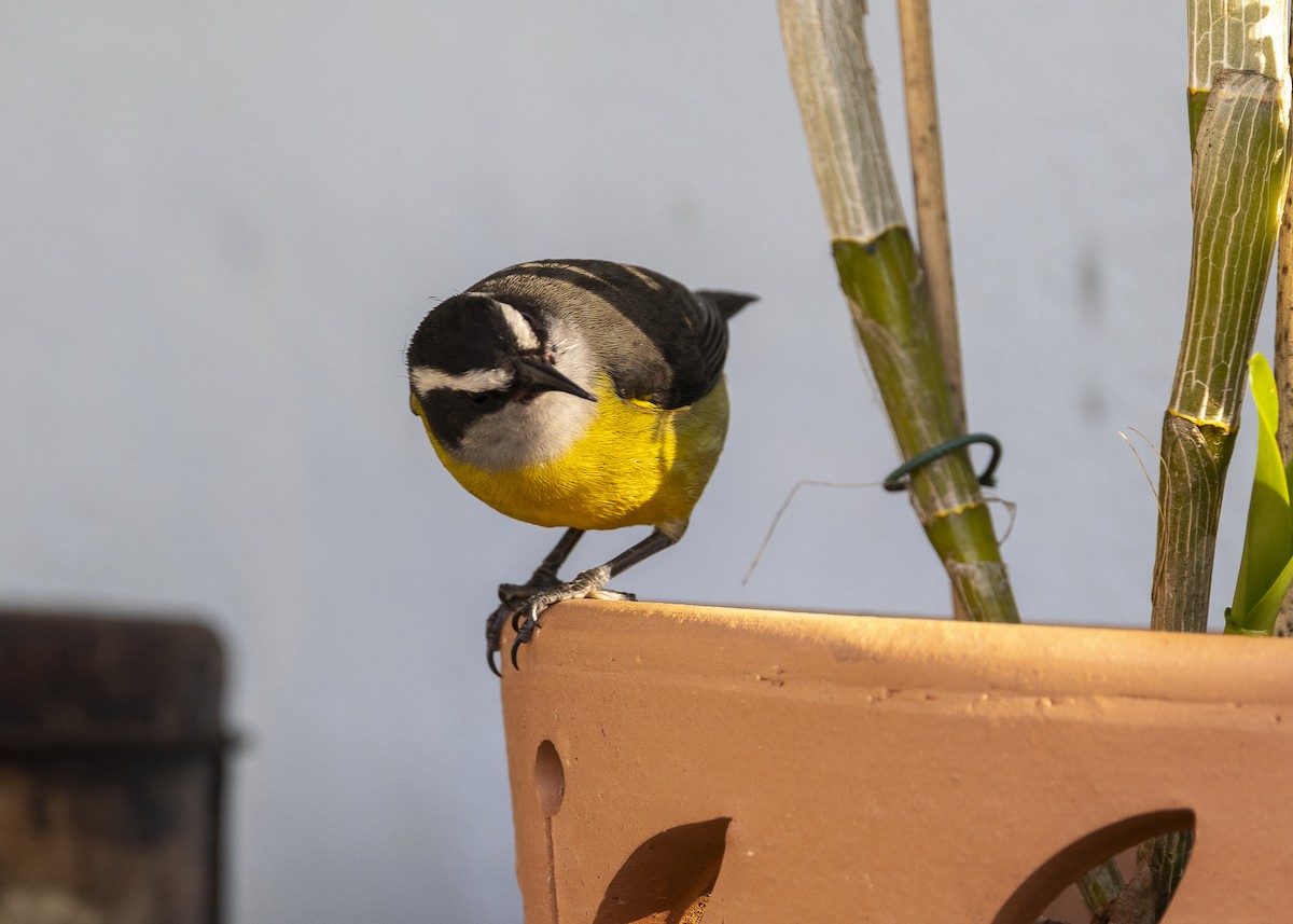 Bananaquit - ML638291517