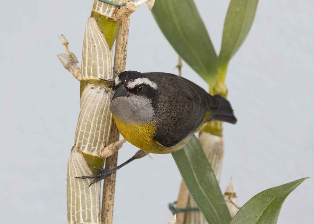 Bananaquit - ML638291518