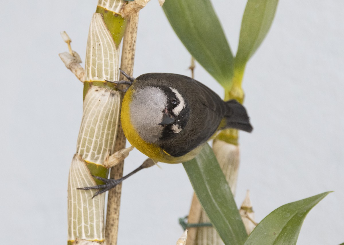 Bananaquit - ML638291519
