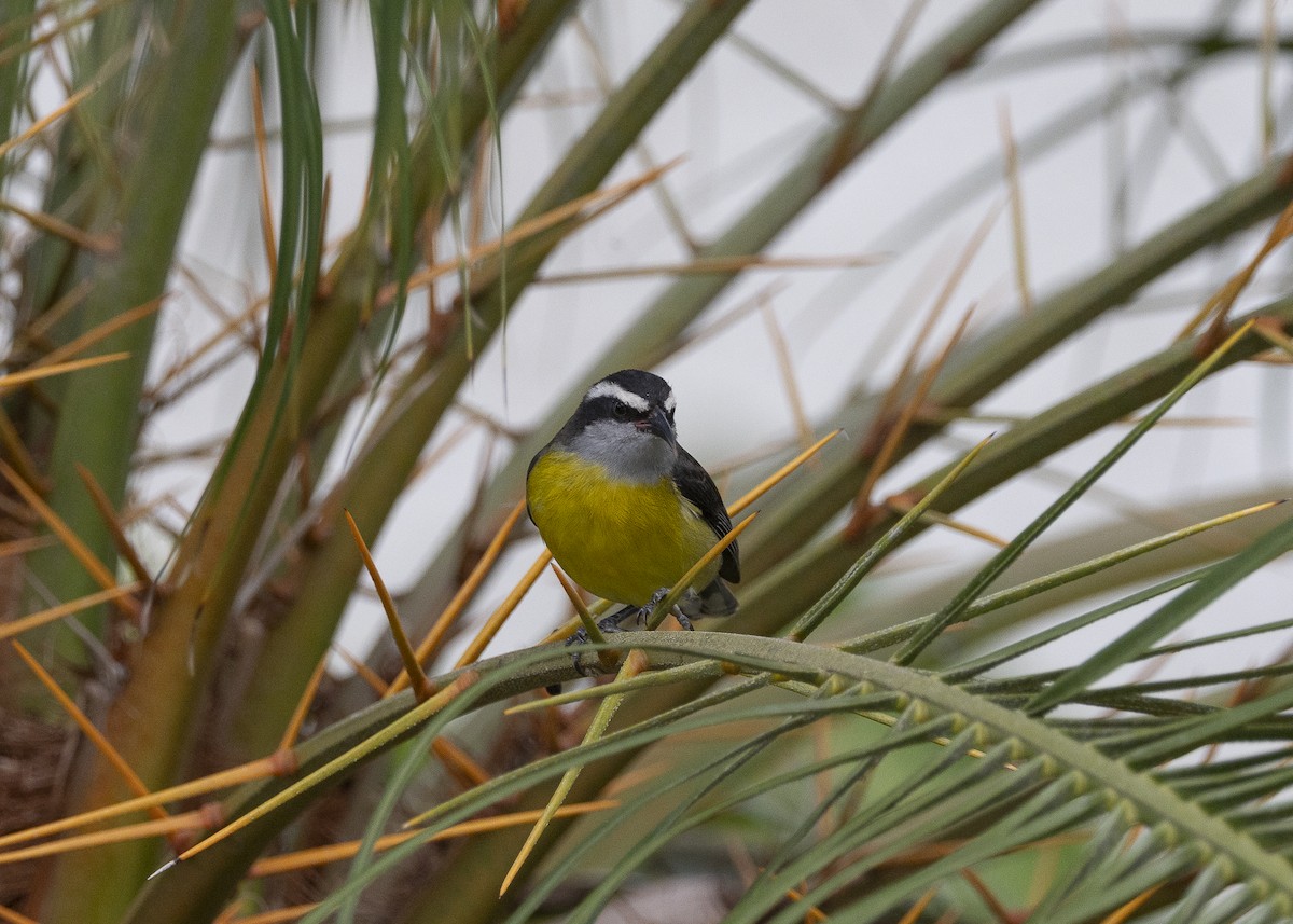 Bananaquit - ML638291520