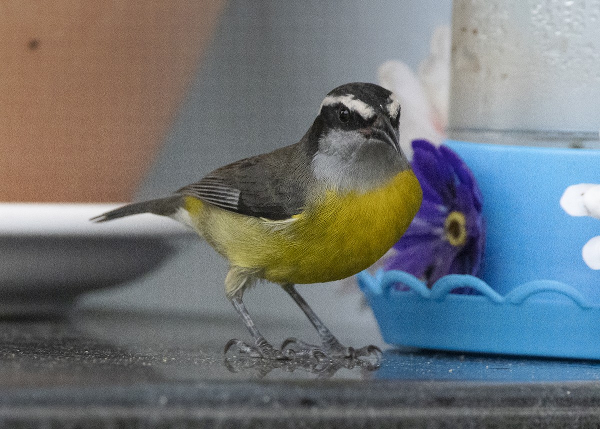Bananaquit - ML638291521
