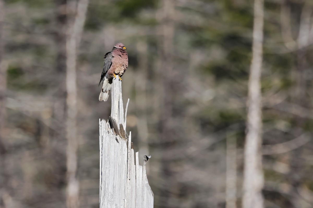 Band-tailed Pigeon - ML638291523