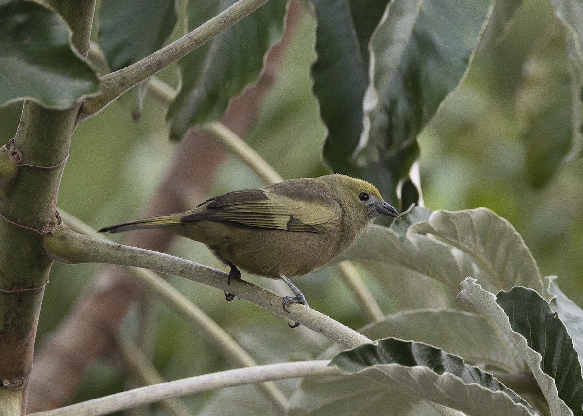 Palm Tanager - ML638291537