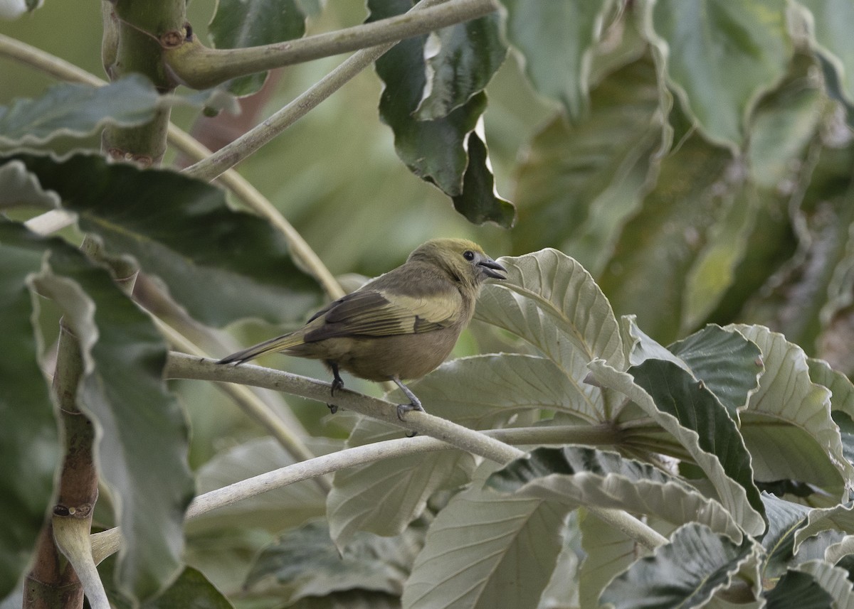 Palm Tanager - ML638291538