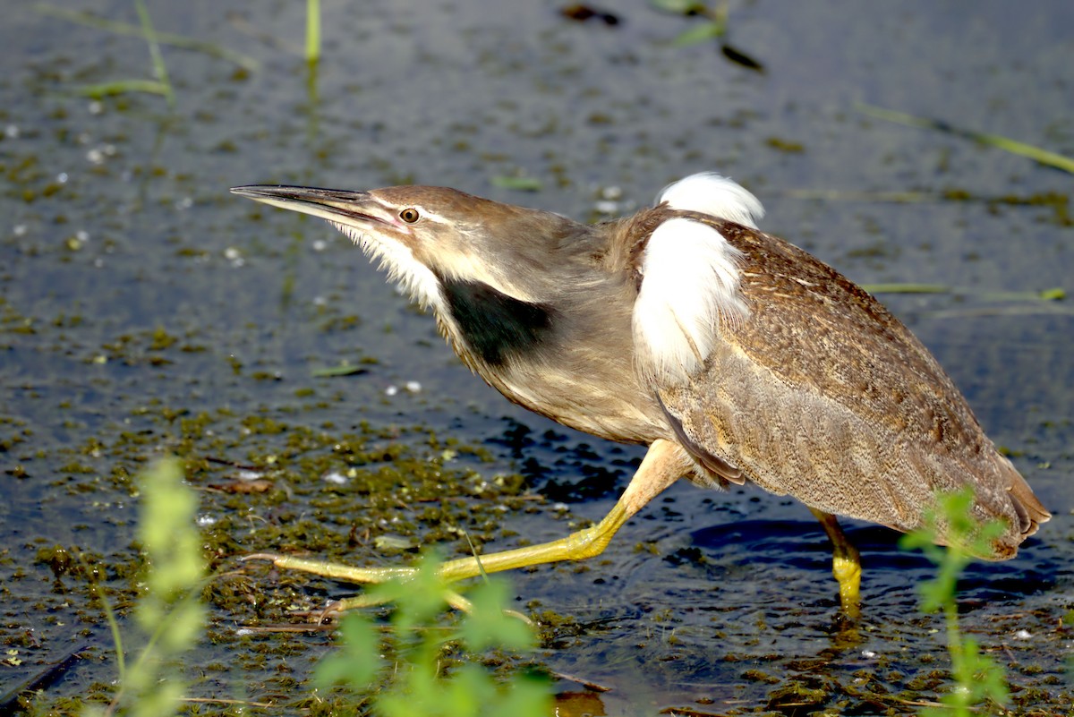American Bittern - ML638291541