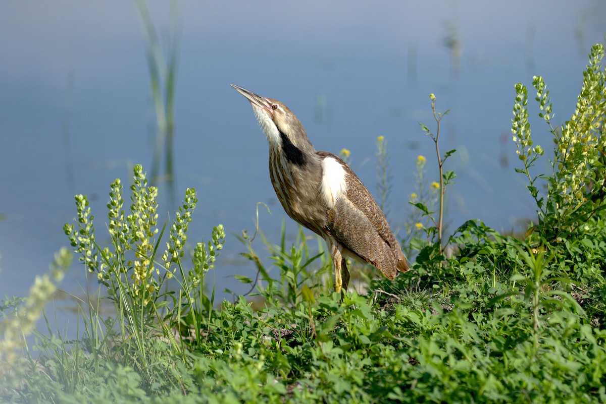 American Bittern - ML638291542