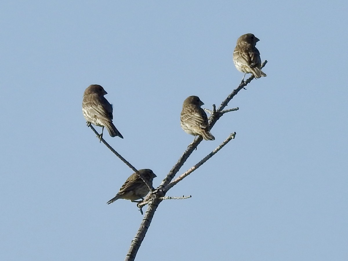 House Finch - ML638291551