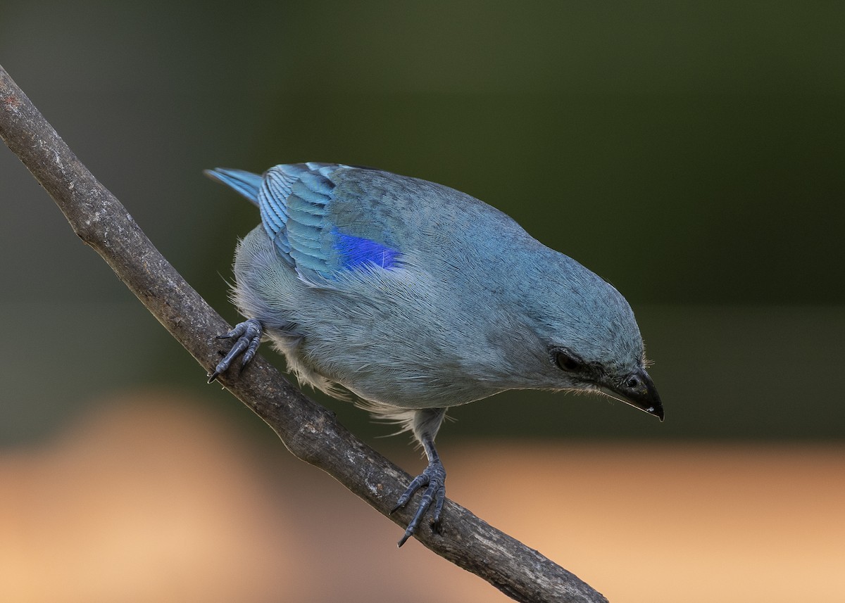 Azure-shouldered Tanager - ML638291553
