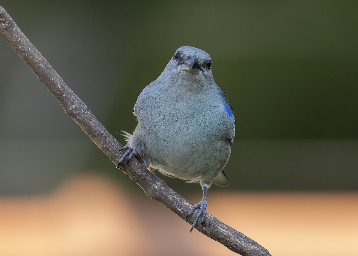 Azure-shouldered Tanager - ML638291555