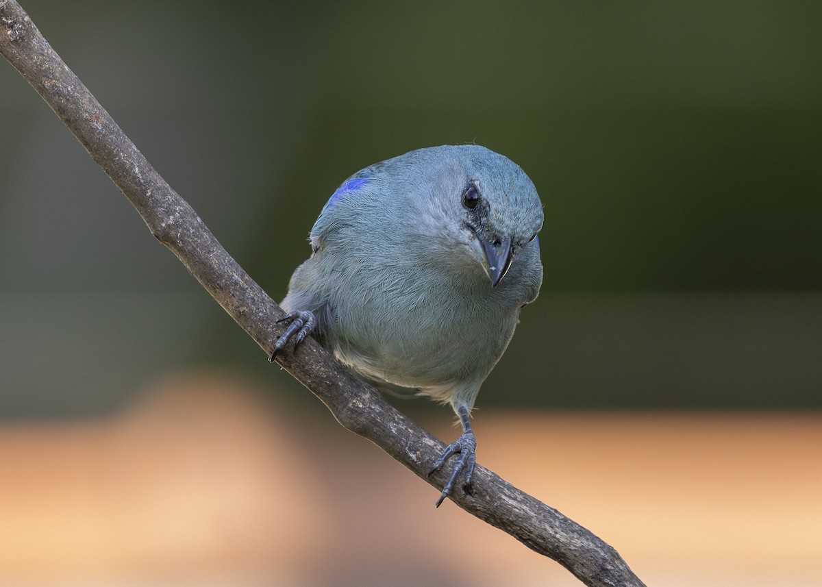 Azure-shouldered Tanager - ML638291556