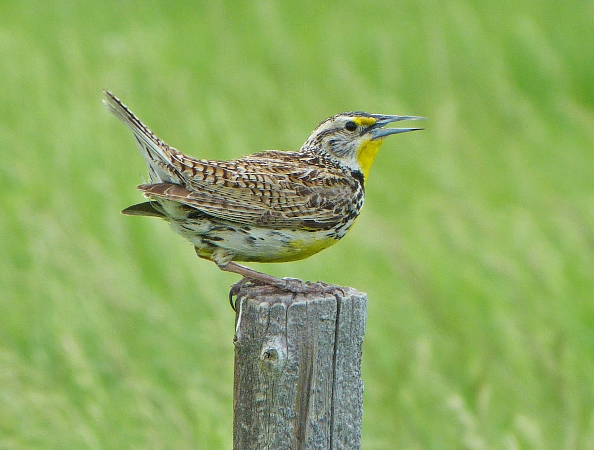 Western Meadowlark - ML638291557