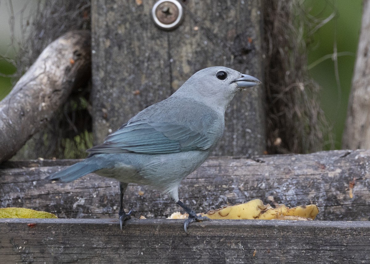 Sayaca Tanager - ML638291559