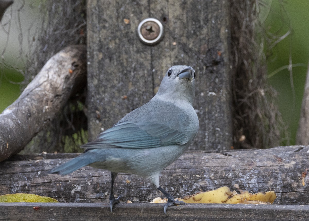 Sayaca Tanager - ML638291560