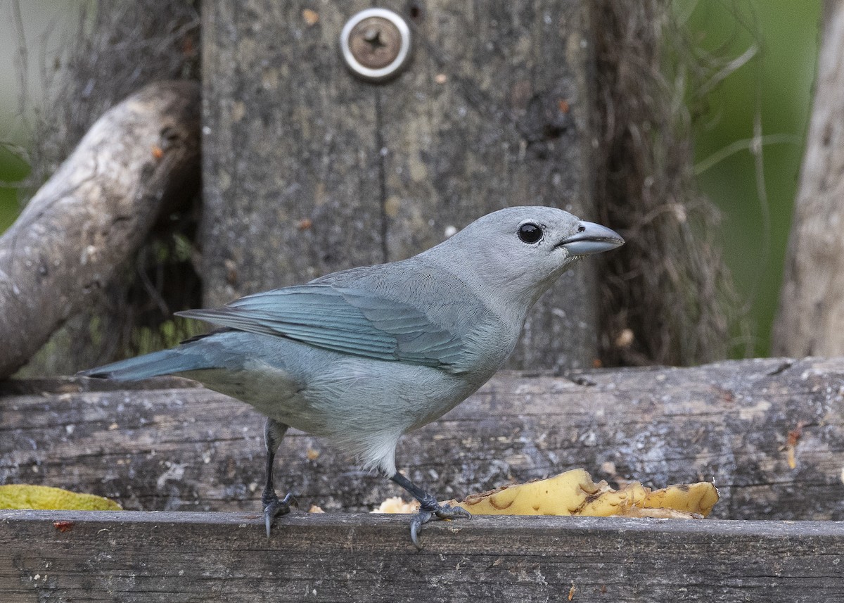 Sayaca Tanager - ML638291561