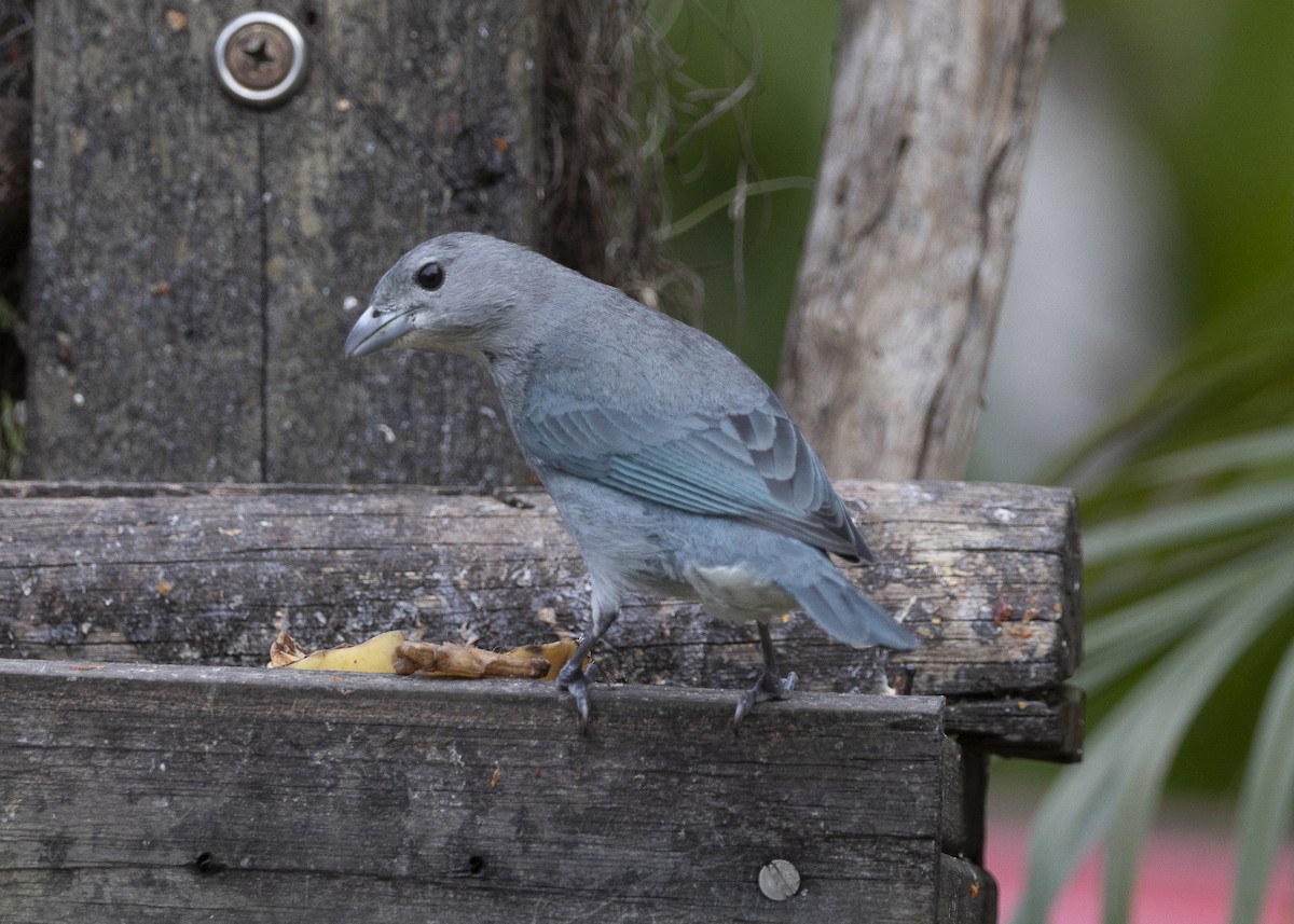 Sayaca Tanager - ML638291564
