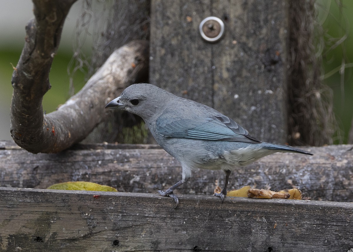 Sayaca Tanager - ML638291565