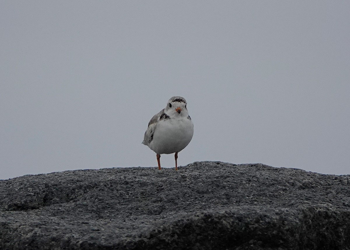 Piping Plover - ML638291566