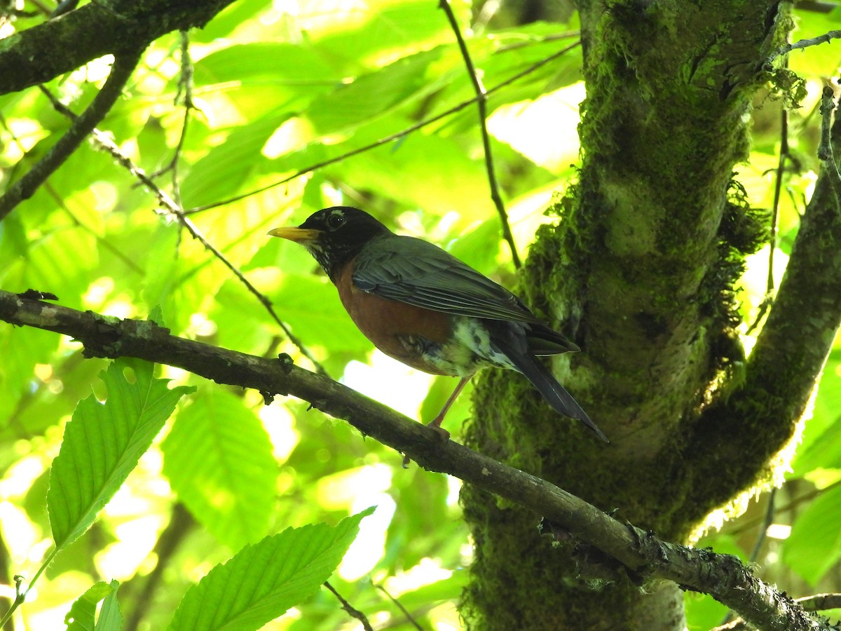 American Robin - ML638291567