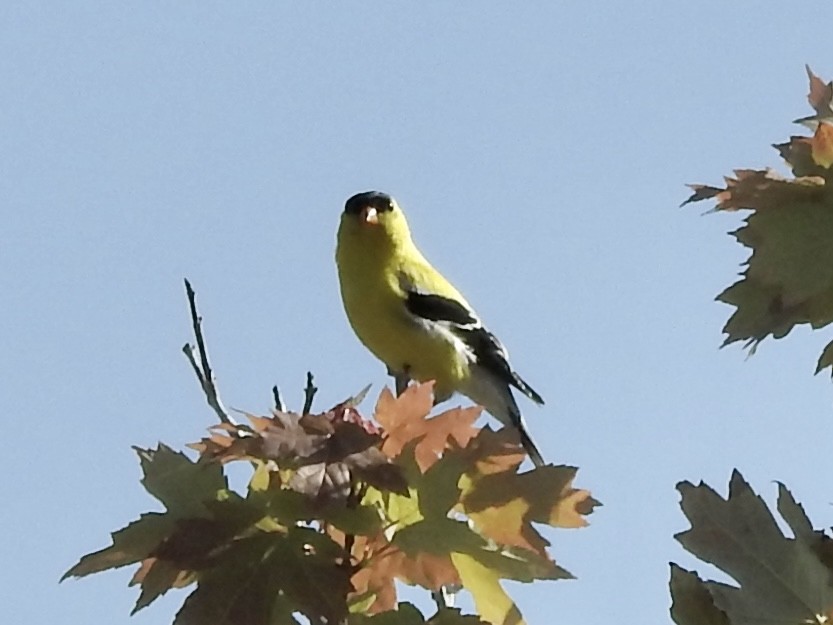 American Goldfinch - ML638291568